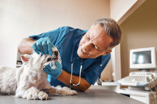 Best Emergency Dental Services for Seniors in Fruitport, MI